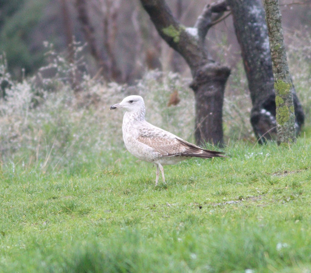 Caspian Gull