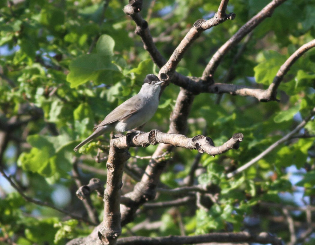 Eurasian Blackcap