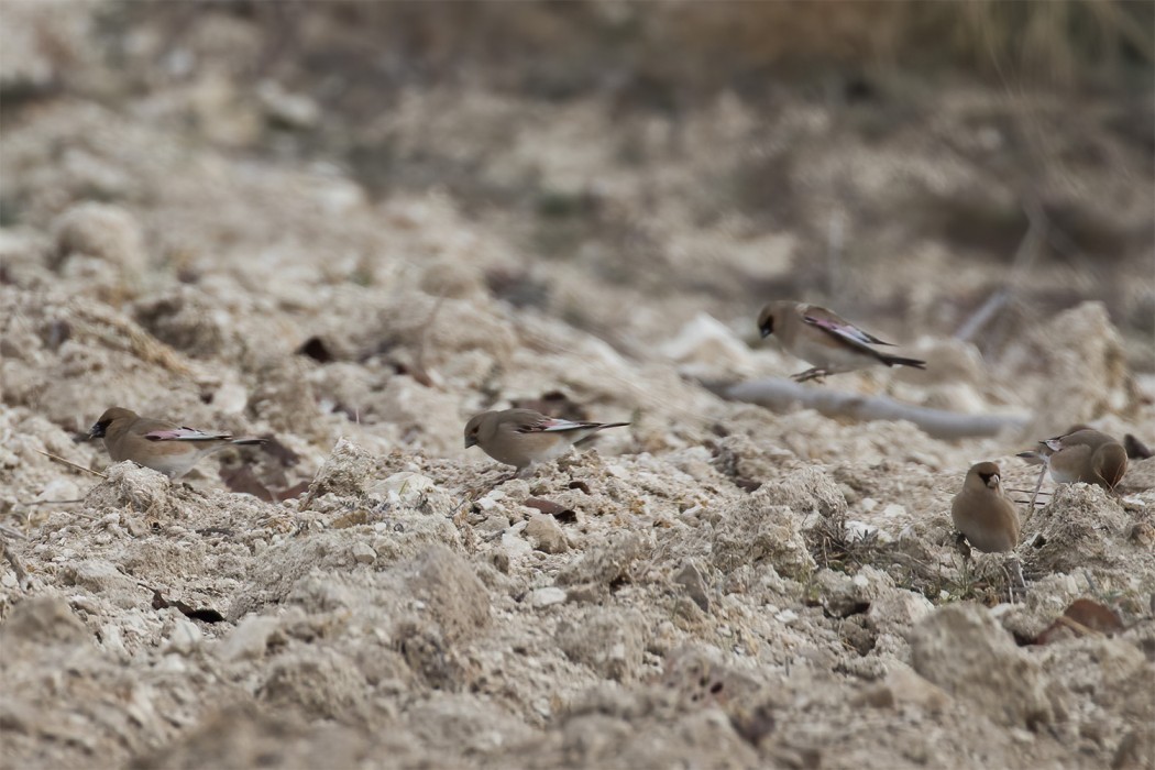 Desert Finch