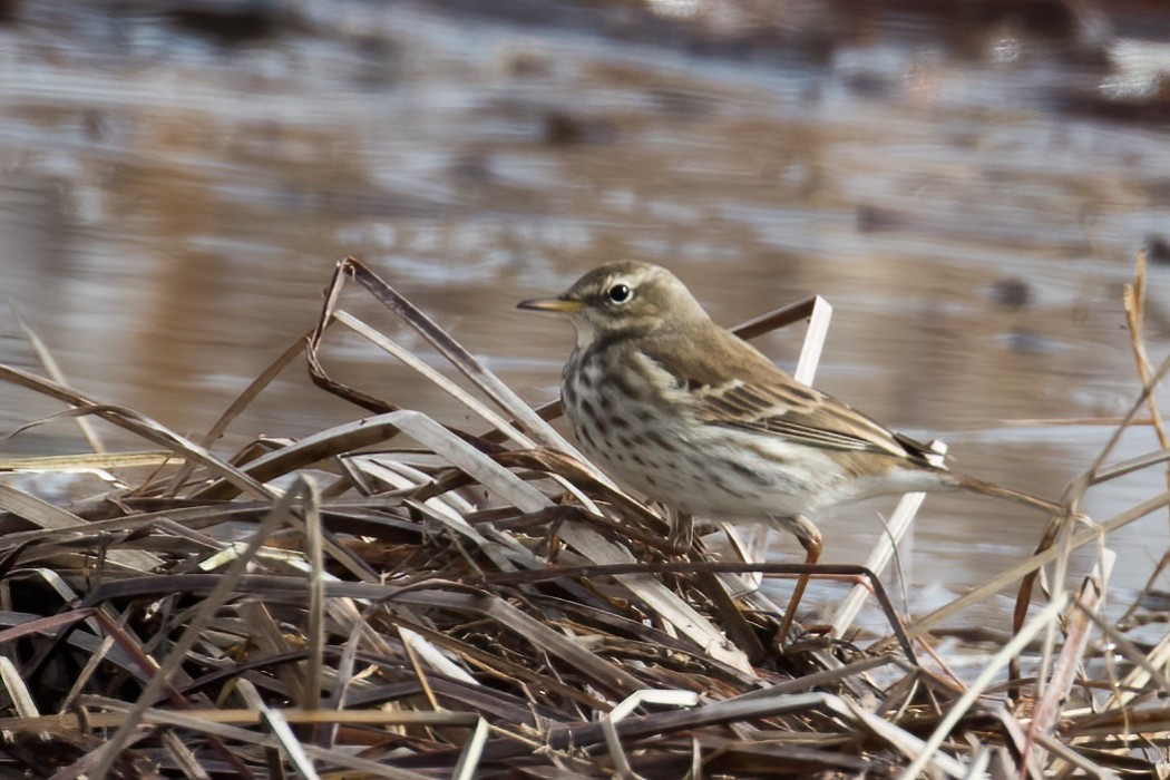Water Pipit