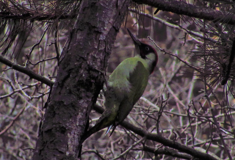 European Green Woodpecker