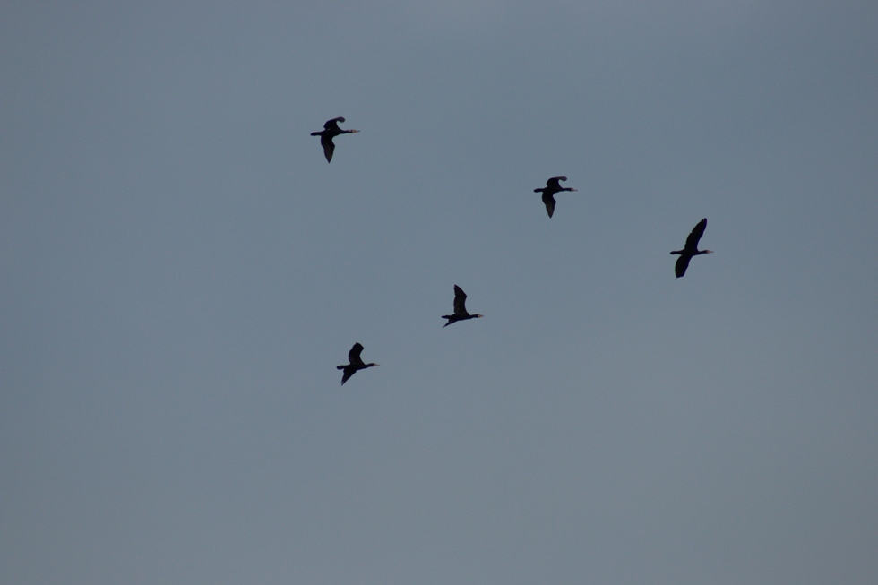 Great Cormorant