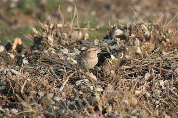 Rock Sparrow