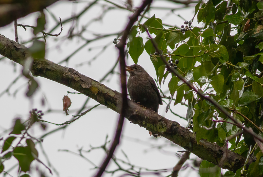 Common Blackbird