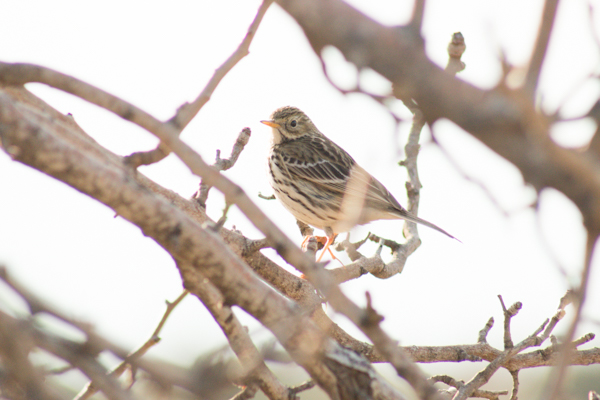 Meadow Pipit