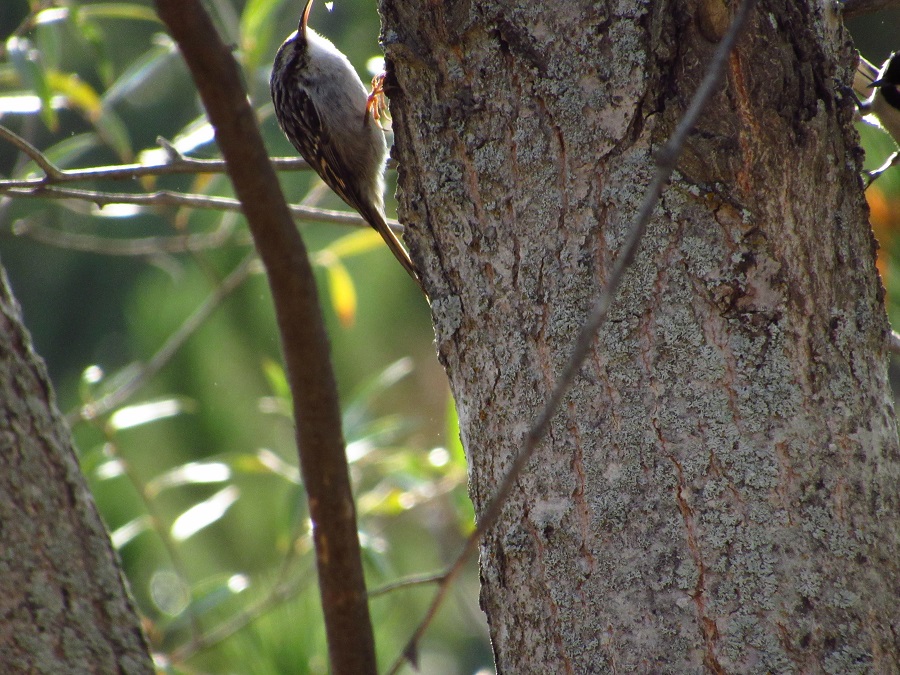 Short-toed Treecreeper