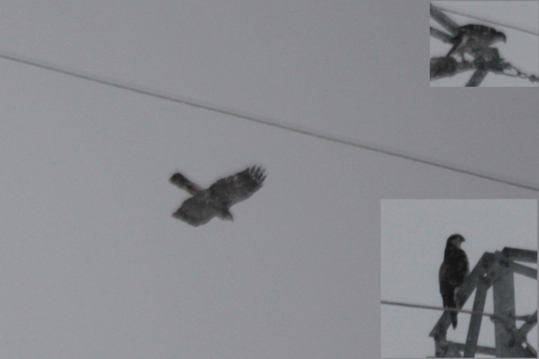 Northern Goshawk