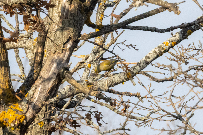 European Greenfinch