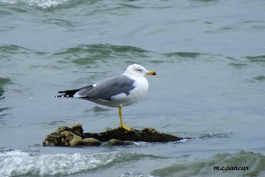 Armenian Gull