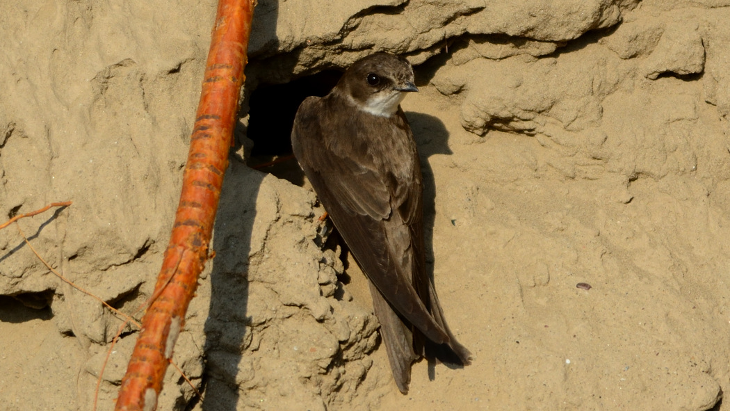 Sand Martin