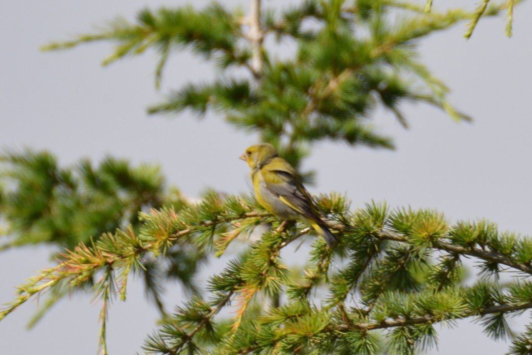 European Greenfinch