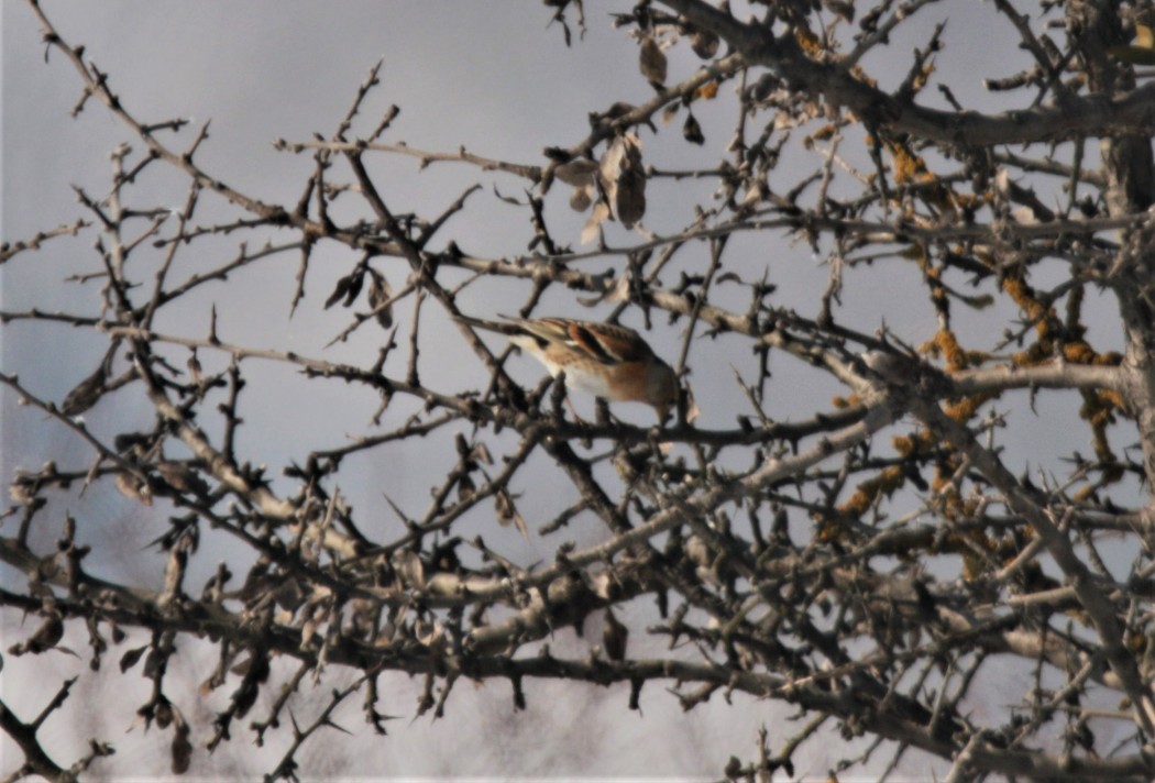 Brambling