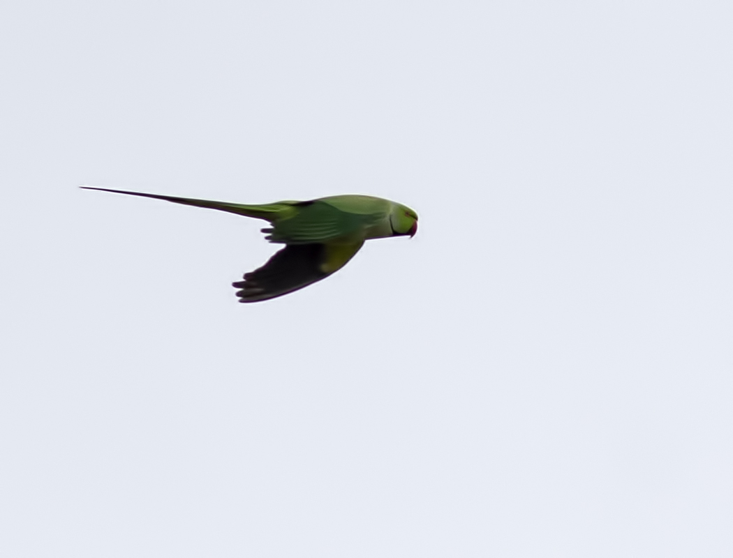 Rose-ringed Parakeet