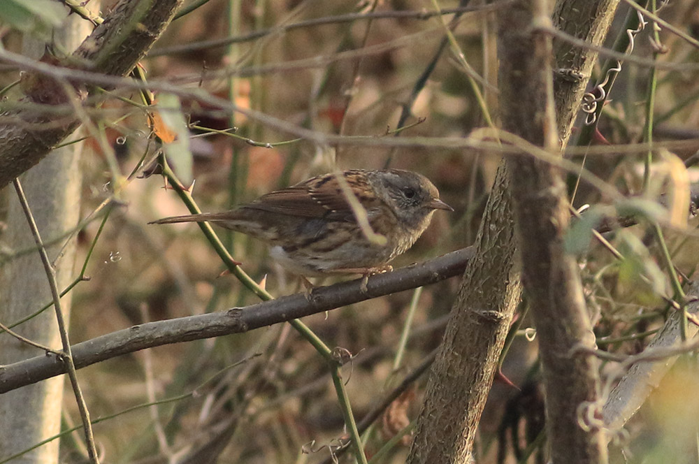 Dunnock
