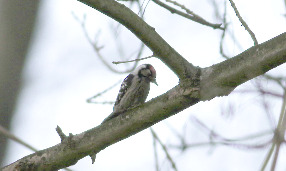 Lesser Spotted Woodpecker