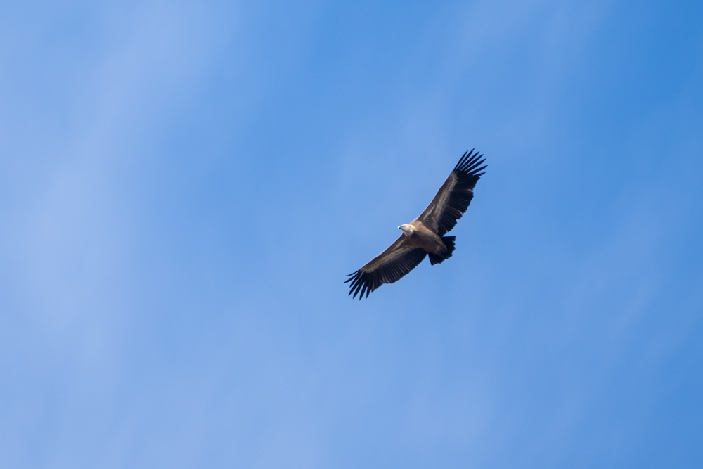 Griffon Vulture