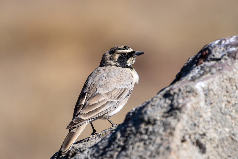 Horned Lark