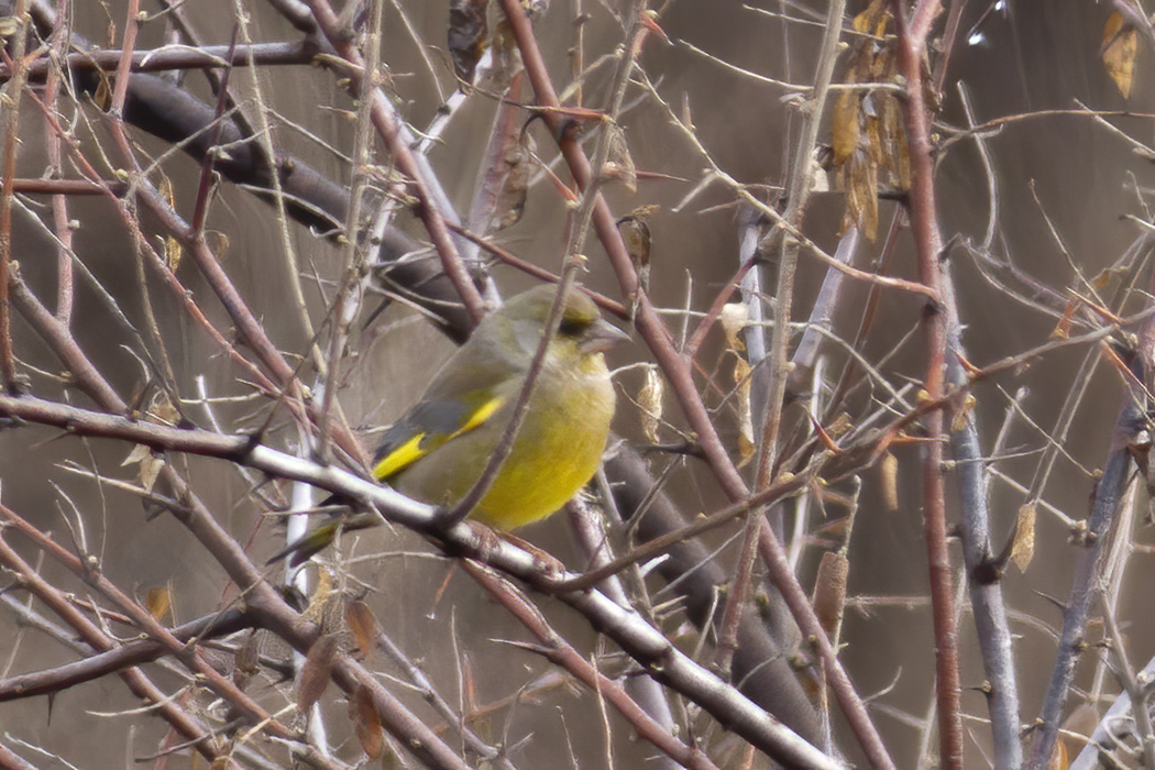 European Greenfinch