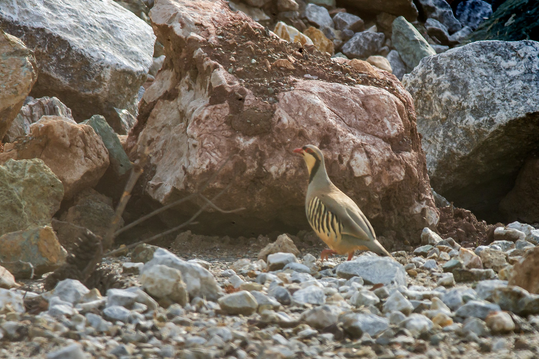 Chukar Partridge