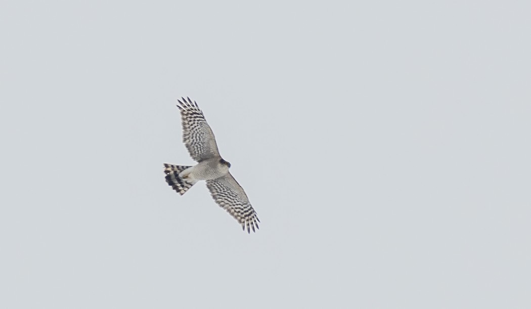 Northern Goshawk