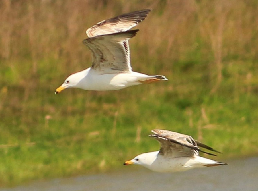 Armenian Gull