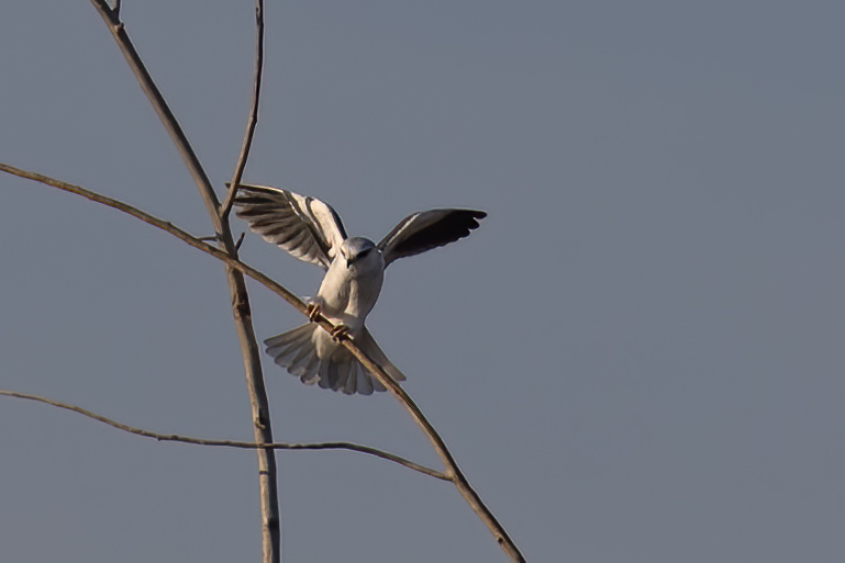 Black-winged Kite