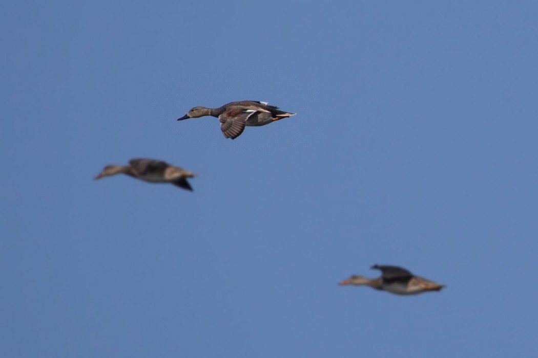 Gadwall