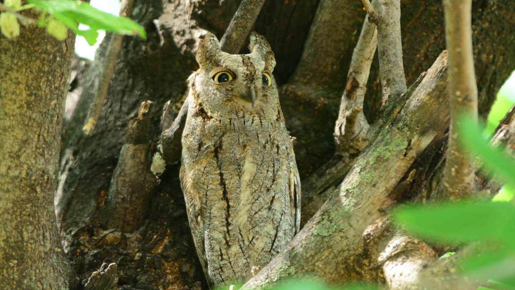 Eurasian Scops Owl