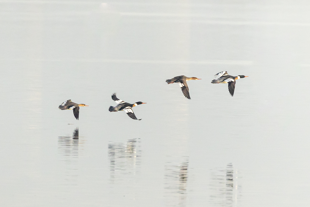 Red-breasted Merganser