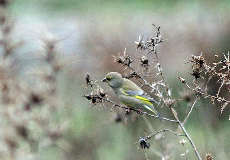 European Greenfinch