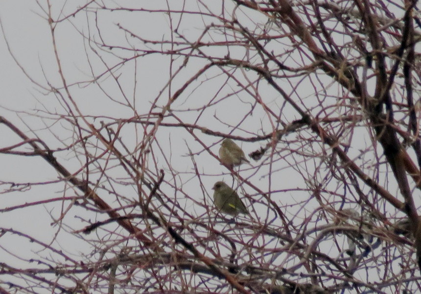 European Greenfinch