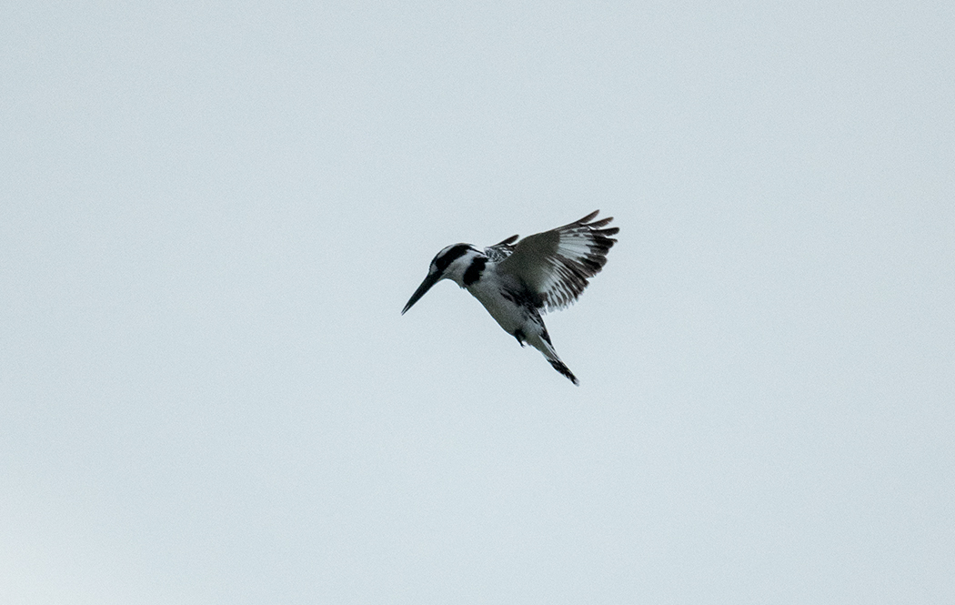 Pied Kingfisher