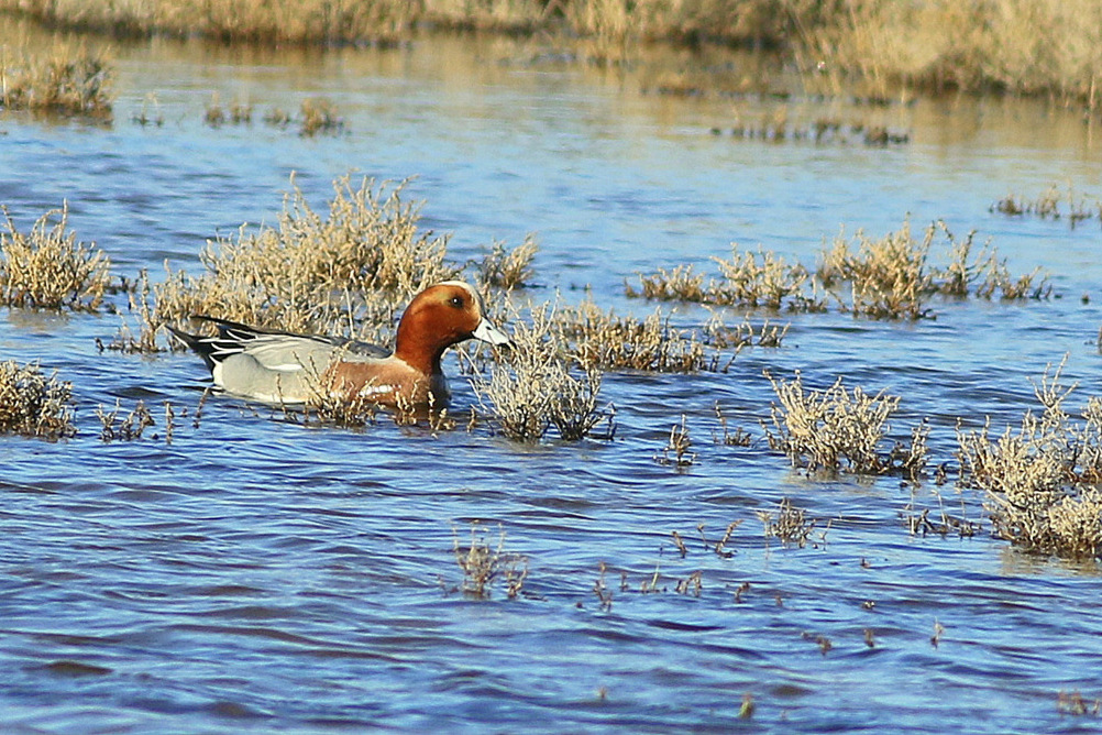 Eurasian Wigeon