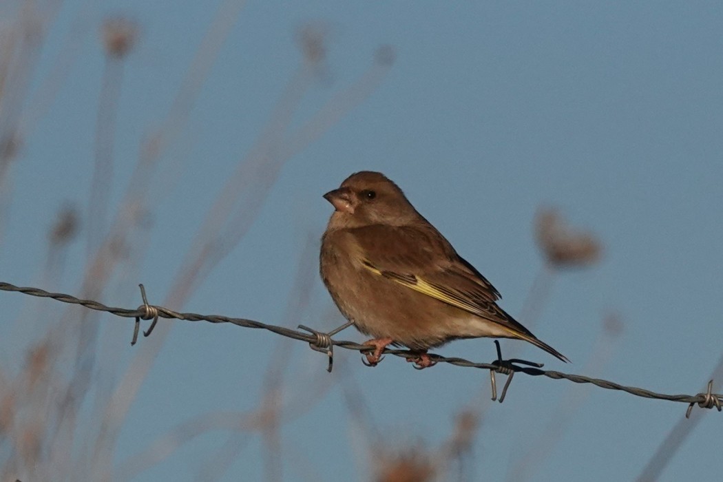 European Greenfinch