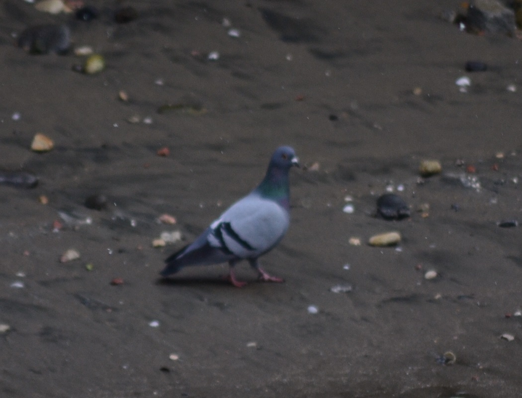 Rock Dove