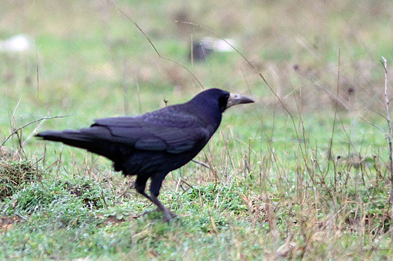 Rook