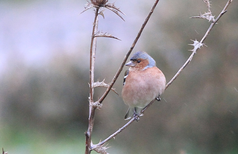 Common Chaffinch