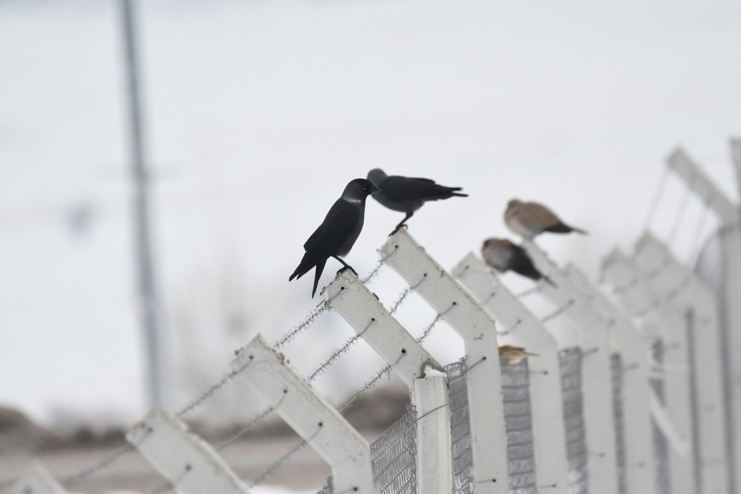 Western Jackdaw