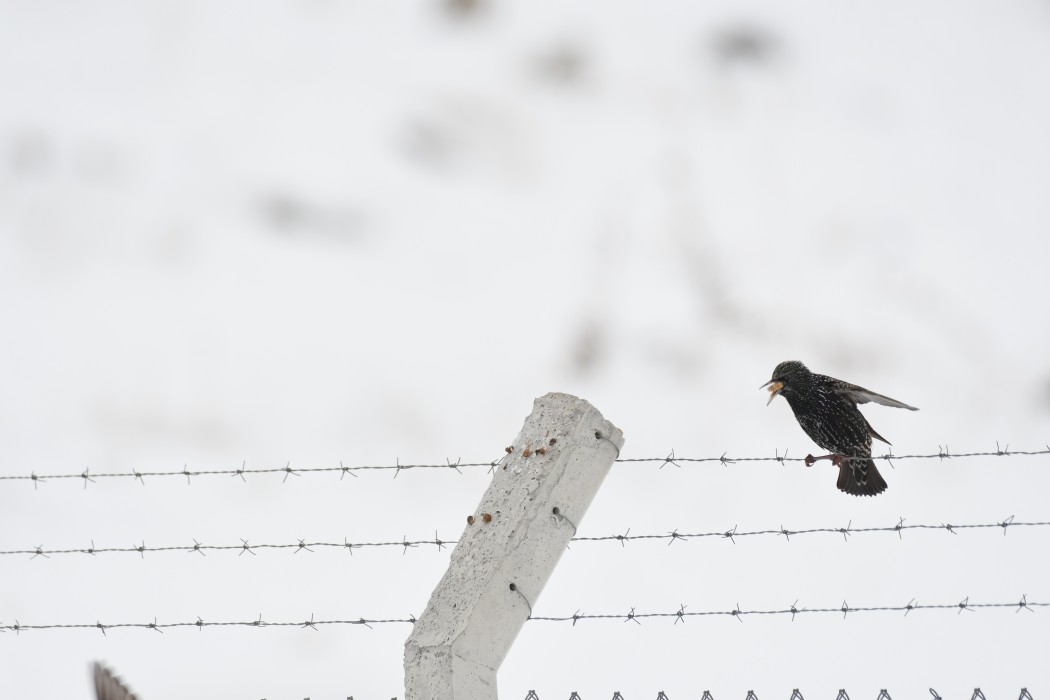 Common Starling