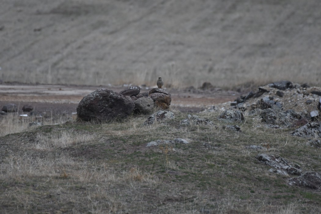 Common Kestrel