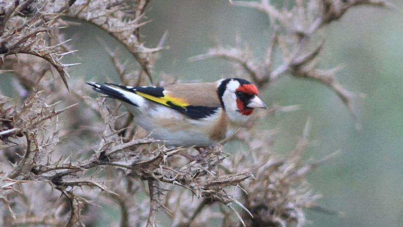 European Goldfinch