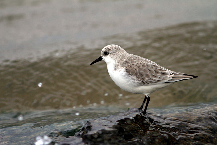 Sanderling