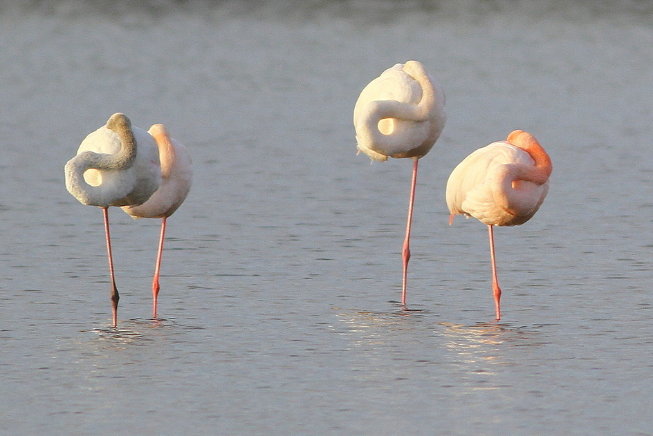 Greater Flamingo