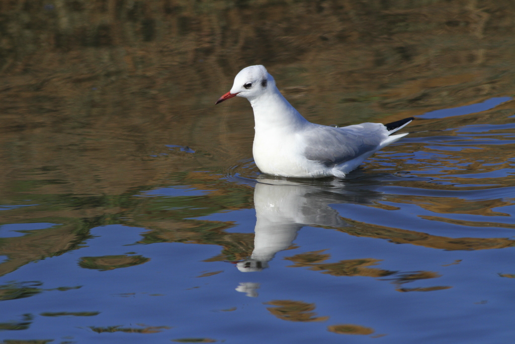 Black-headed Gull