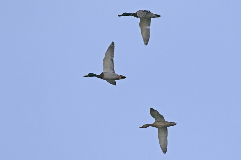 Mallard