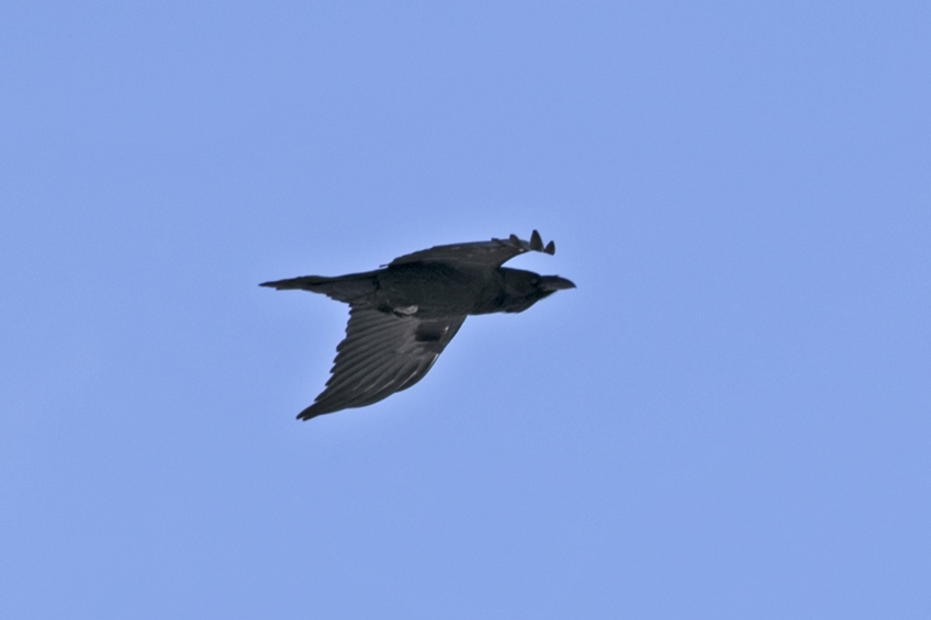 Northern Raven