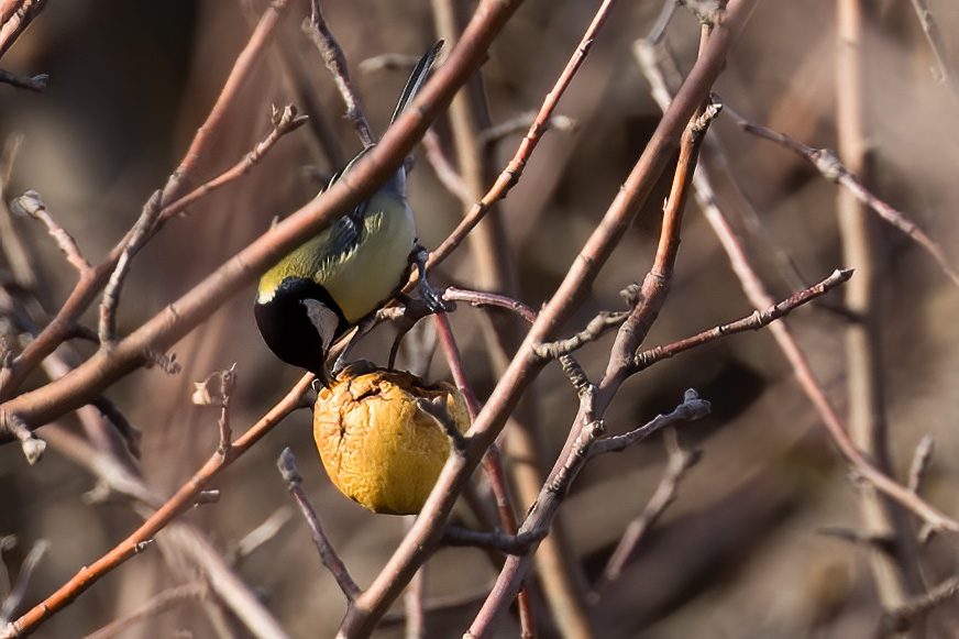 Great Tit