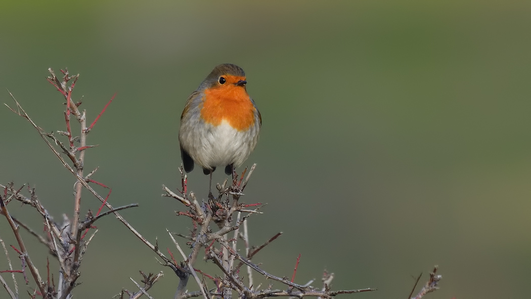 European Robin