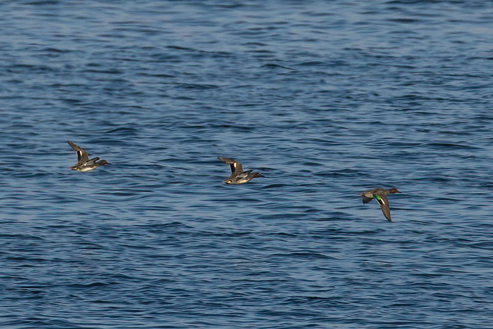 Eurasian Teal