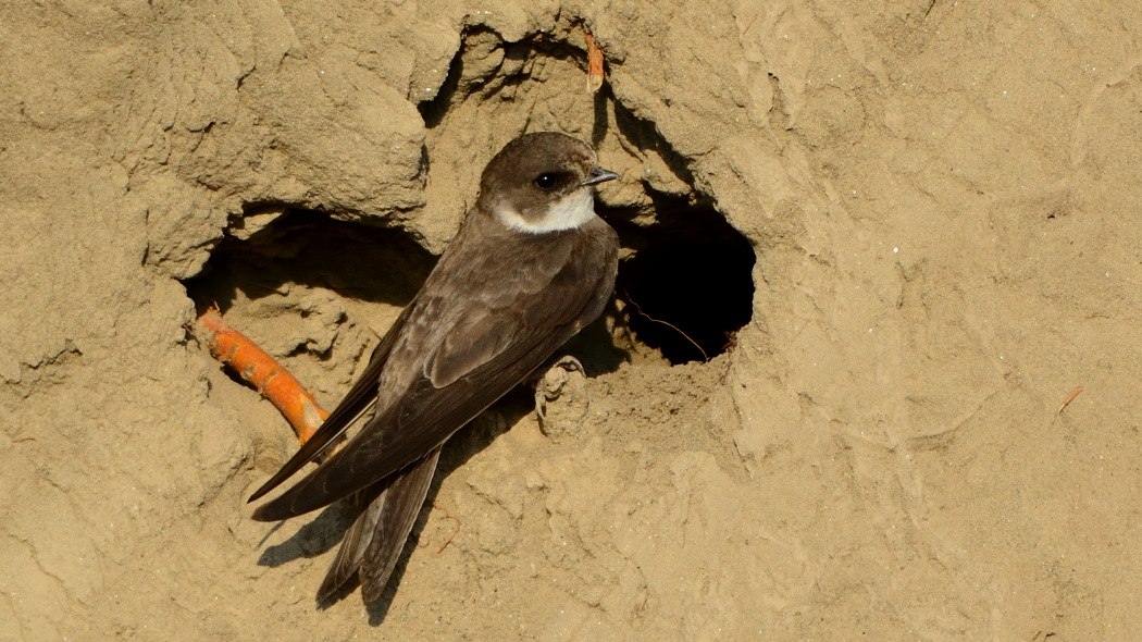 Sand Martin